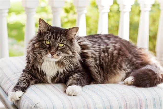 长毛猫种TOP5,你心动了吗?