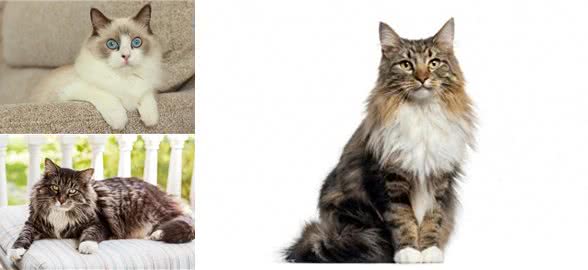 长毛猫种TOP5，你心动了吗?