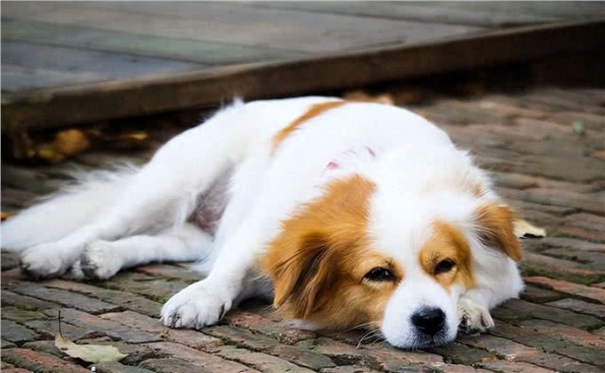 狗狗缺钙怎么办?查收这份攻略