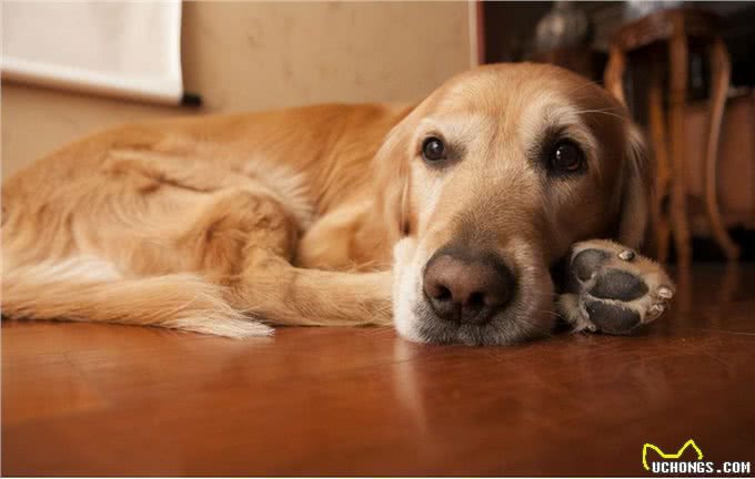 狗狗缺钙怎么办?查收这份攻略