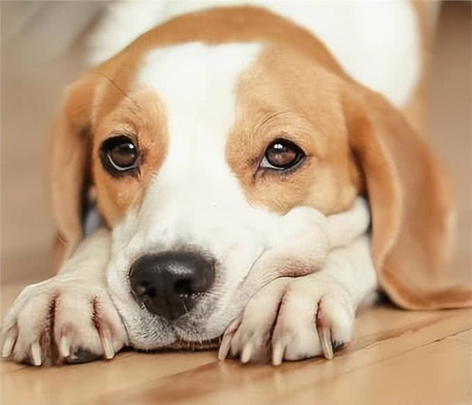 狗狗缺钙怎么办?查收这份攻略