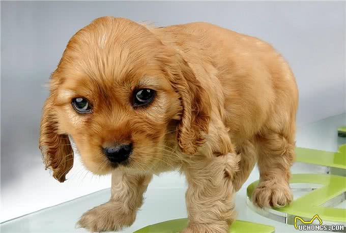 狗狗缺钙怎么办?查收这份攻略