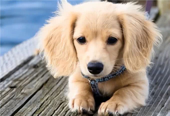 狗狗缺钙怎么办?查收这份攻略