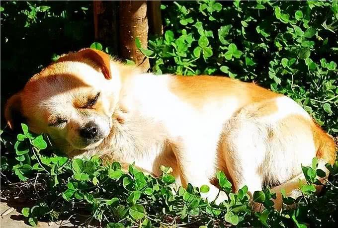 狗狗缺钙怎么办?查收这份攻略