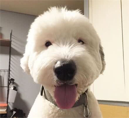 有着飘逸毛发的古牧，剪毛后完全变了个犬种，这样你还认识吗?