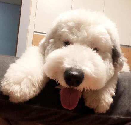 有着飘逸毛发的古牧，剪毛后完全变了个犬种，这样你还认识吗?