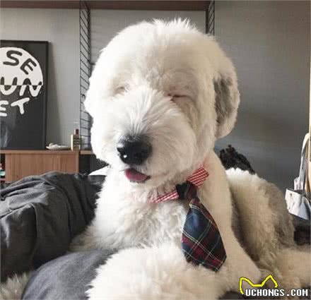 有着飘逸毛发的古牧，剪毛后完全变了个犬种，这样你还认识吗?