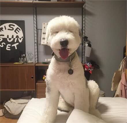 有着飘逸毛发的古牧，剪毛后完全变了个犬种，这样你还认识吗?