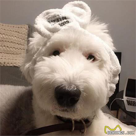 有着飘逸毛发的古牧，剪毛后完全变了个犬种，这样你还认识吗?