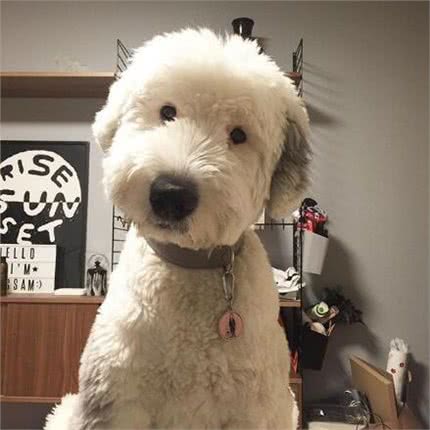 有着飘逸毛发的古牧，剪毛后完全变了个犬种，这样你还认识吗?