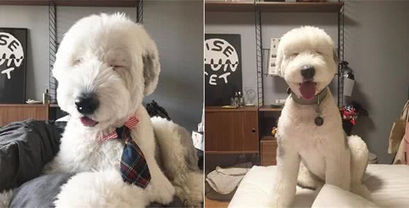 有着飘逸毛发的古牧，剪毛后完全变了个犬种，这样你还认识吗?