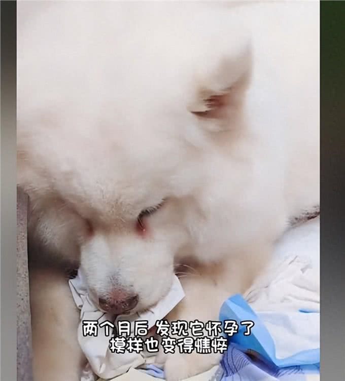 萨摩耶偷溜出门怀孕了，主人看见诞下的幼崽后:狗爸基因太强大了