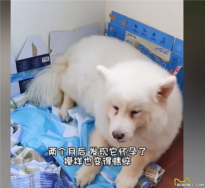 萨摩耶偷溜出门怀孕了，主人看见诞下的幼崽后:狗爸基因太强大了