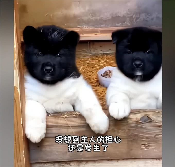 萨摩耶偷溜出门怀孕了，主人看见诞下的幼崽后:狗爸基因太强大了