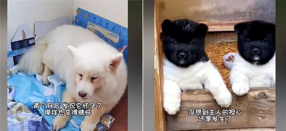 萨摩耶偷溜出门怀孕了，主人看见诞下的幼崽后:狗爸基因太强大了