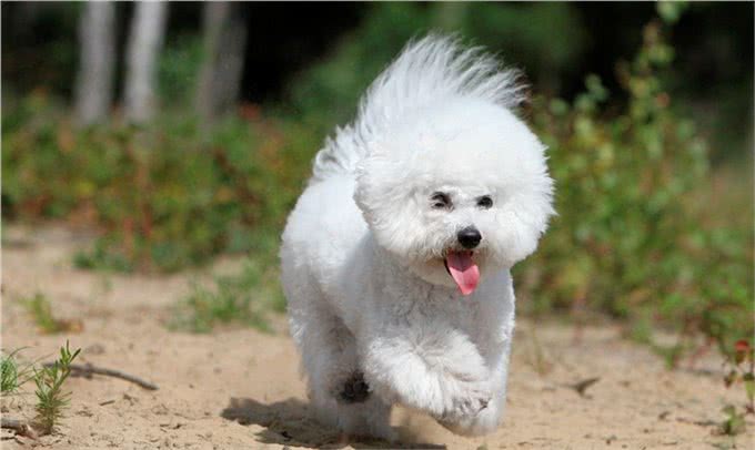 狗狗得了犬瘟，应如何治疗?