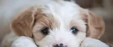 狗狗得了犬瘟，应如何治疗?