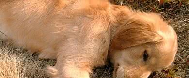 狗狗得了犬瘟，应如何治疗?