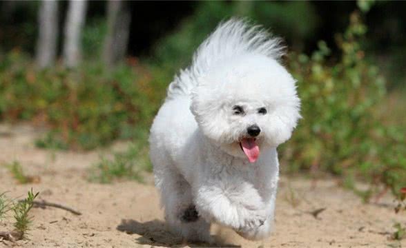 狗狗得了犬瘟，应如何治疗?