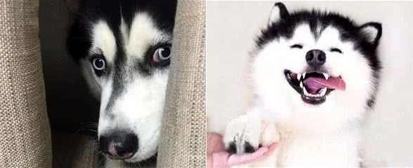 专家教你如何训练哈士奇