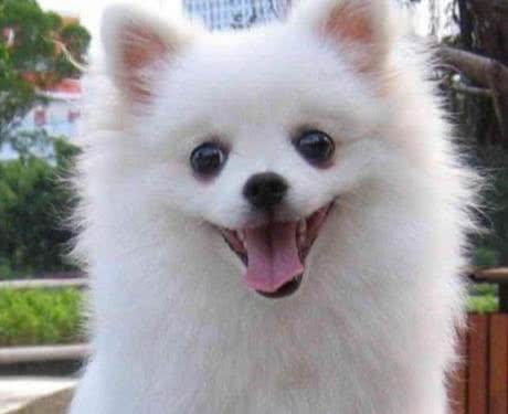 聪明且活泼的博美犬，你们喜欢吗?