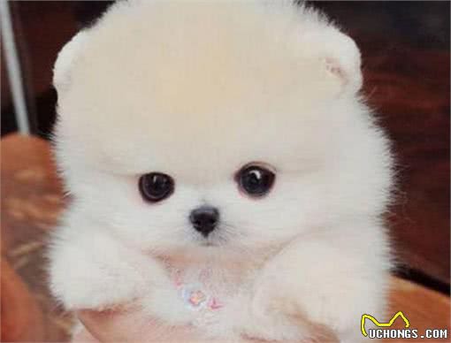 聪明且活泼的博美犬，你们喜欢吗?