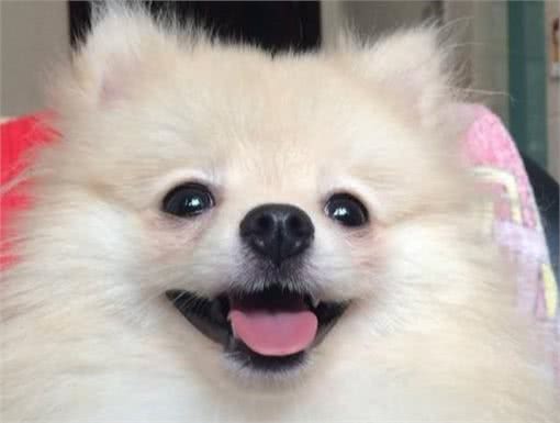 聪明且活泼的博美犬，你们喜欢吗?