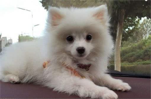 聪明且活泼的博美犬，你们喜欢吗?