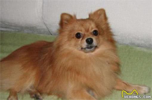 聪明且活泼的博美犬，你们喜欢吗?