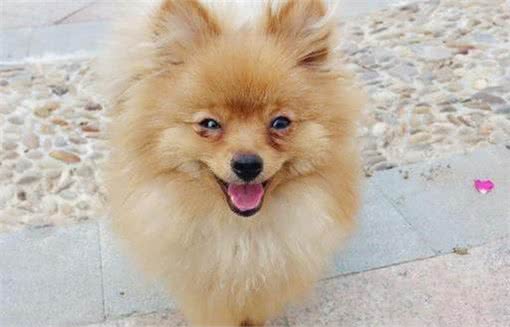聪明且活泼的博美犬，你们喜欢吗?