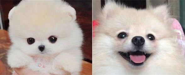 聪明且活泼的博美犬，你们喜欢吗?