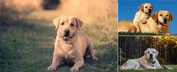 拉布拉多犬的性格特点