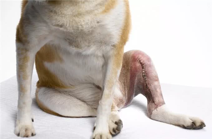 狗狗腿部受伤，如果做了手术，主人该如何护理狗狗?
