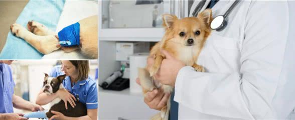 狗狗腿部受伤，如果做了手术，主人该如何护理狗狗?