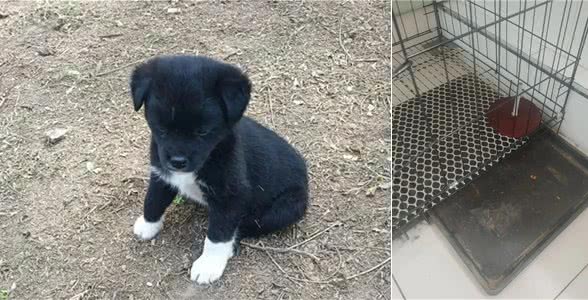 楼上养狗狗,训是第一位的