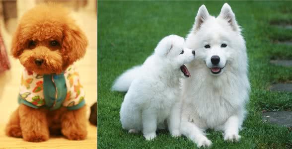 刚断奶的幼犬不能这样喂,怎么才能让狗宝宝健康长大?