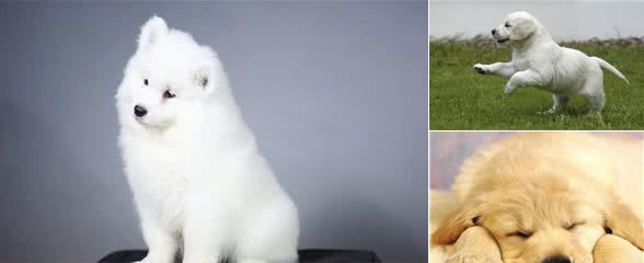 怎样培养狗狗不随地大小便