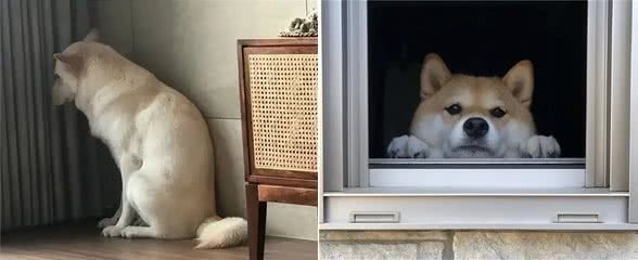 你的狗狗太缺爱的表现，你知道吗?