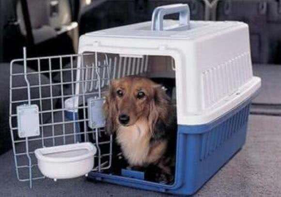 狗狗航空托运流程须知