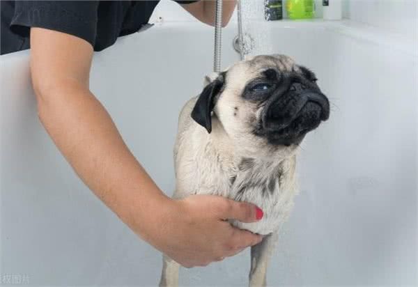 巴哥犬多久洗一次澡?原来这么多年都错了