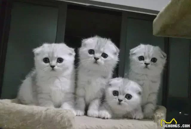 折耳猫之痛，谁人能懂?知道真相的我，顿觉心痛!