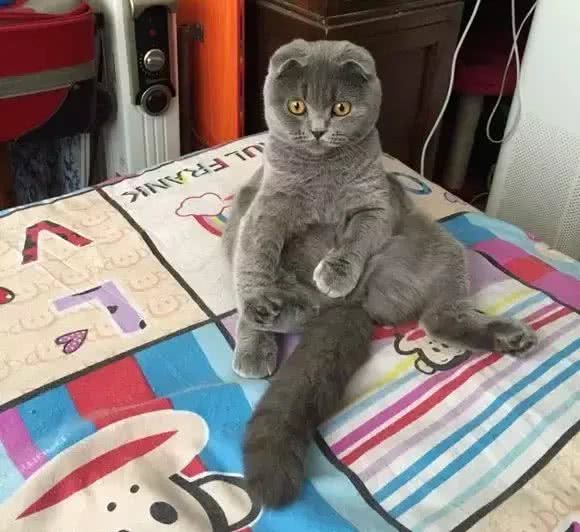 折耳猫之痛，谁人能懂?知道真相的我，顿觉心痛!