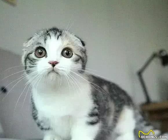 折耳猫之痛，谁人能懂?知道真相的我，顿觉心痛!