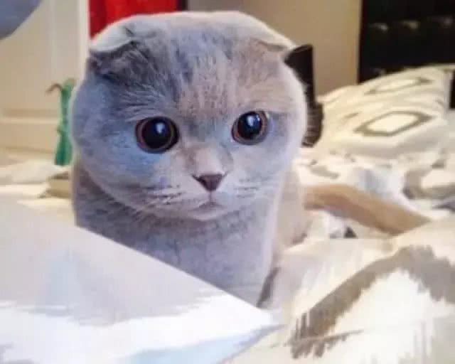 折耳猫之痛，谁人能懂?知道真相的我，顿觉心痛!
