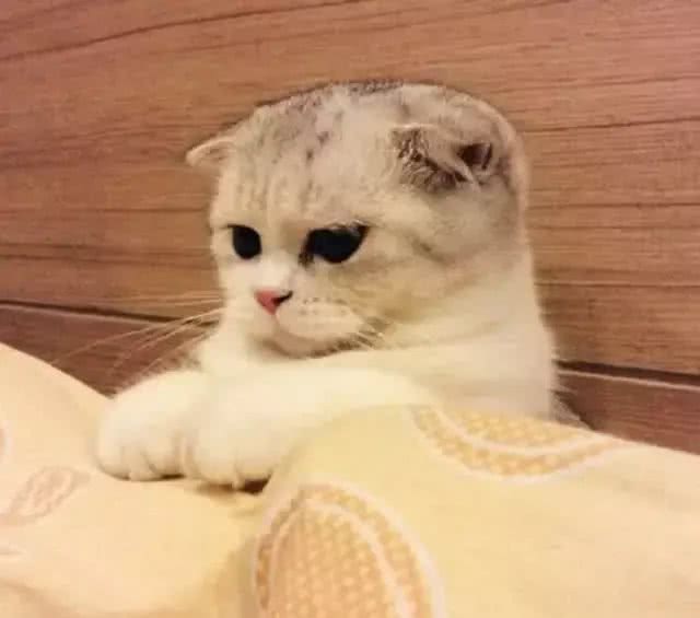 折耳猫之痛，谁人能懂?知道真相的我，顿觉心痛!