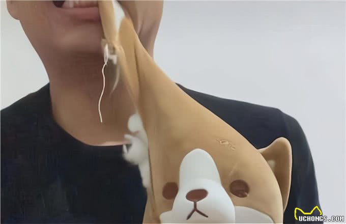 柯基咬坏新鞋，主人一怒之下咬了狗的玩具，汪的表情过于真实了