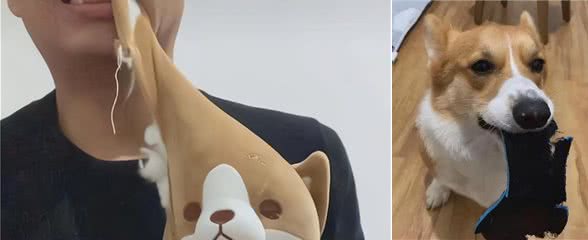 柯基咬坏新鞋，主人一怒之下咬了狗的玩具，汪的表情过于真实了