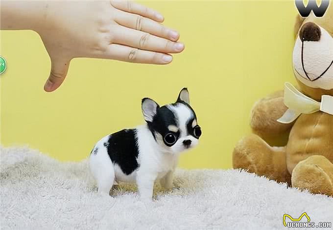 养狗首选!这6种狗狗便宜好养活，适合新手