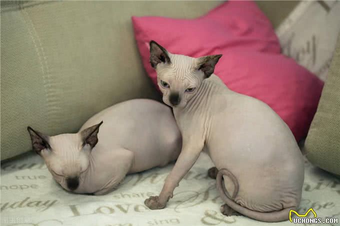 别再劝我养无毛猫了，这些缺点太明显，让人难以接受