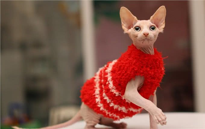 别再劝我养无毛猫了，这些缺点太明显，让人难以接受